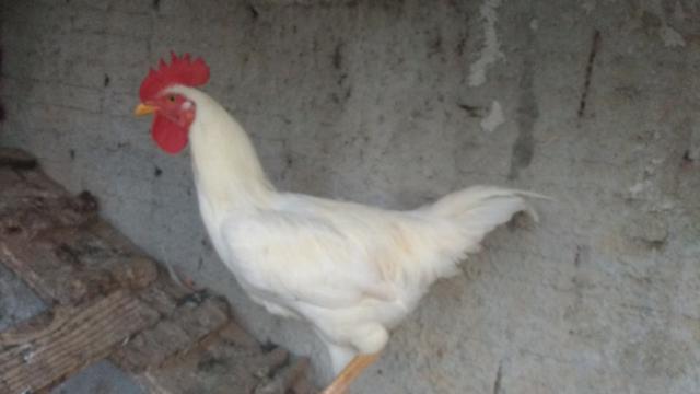 Ovos caipira galos e galinhas - Foto 5