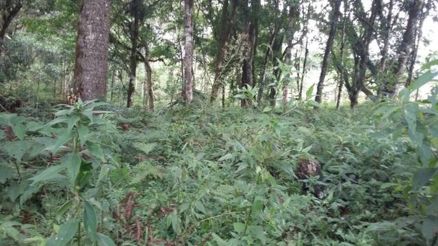Otima Oportuidade - Foto 2