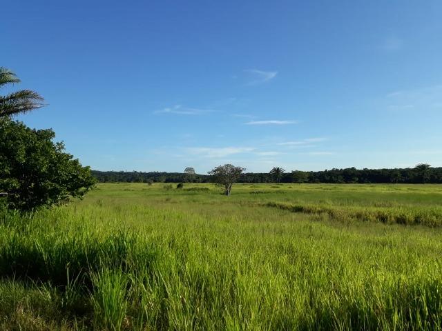 Fazenda Cultura na Beira Rio Araguaia. Araguatins-TO. - Foto 3