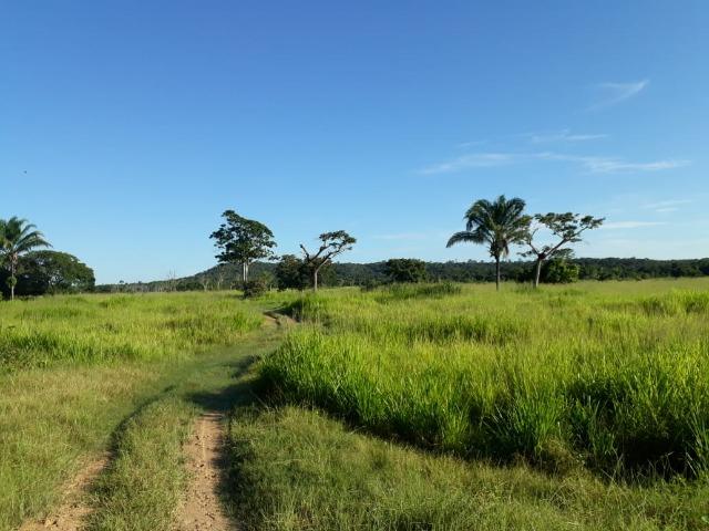 Fazenda Cultura na Beira Rio Araguaia. Araguatins-TO. - Foto 18