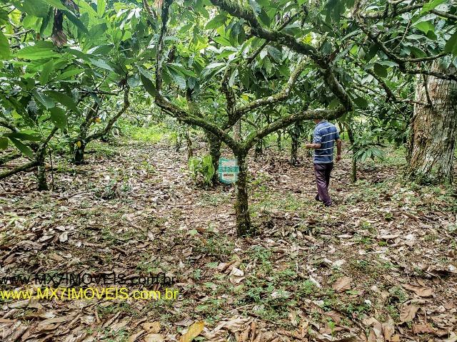 Ubaitaba. Fazenda mista de 160 Hectares, rica em água. - Foto 16