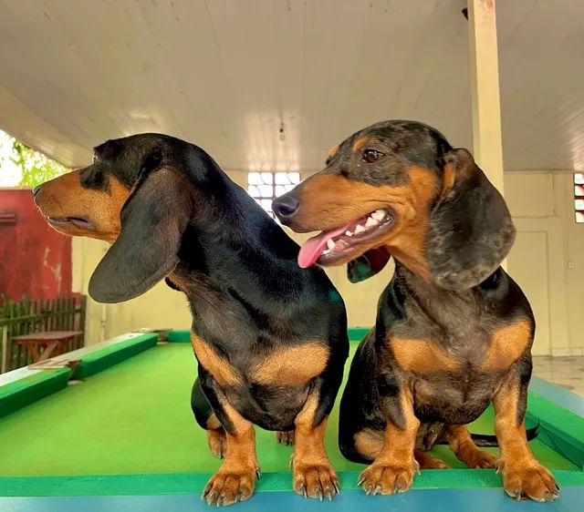 Lindas Filhotes puras (2 fêmeas) de Dachshund Arlequim (Basset/salsichinha). - Foto 2