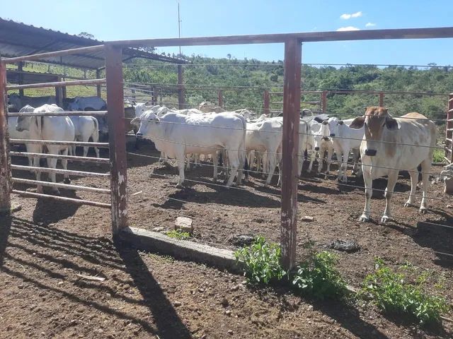 Fazenda para lazer e gado de corte - Marzagão - Goiás - Foto 7