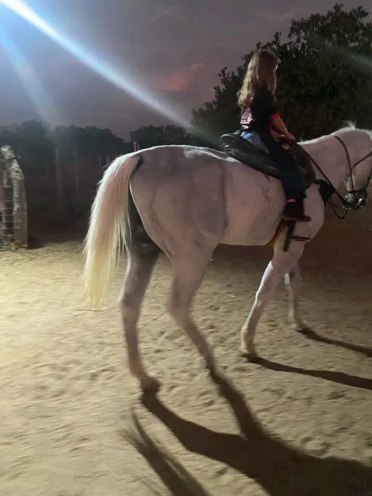 Garanhão manso Inteiro - Foto 2