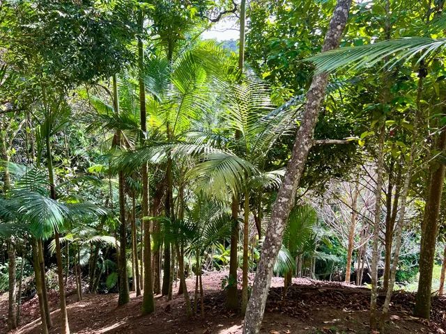 Lindo sítio em Santa Teresa com 4 hectares  - Foto 4