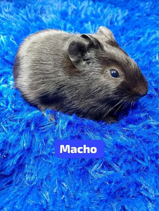 Porquinho da índia inglês ZAP: *80 - Foto 4