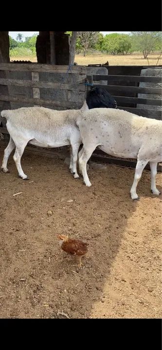 Dorper WS ?Ovelhas dorper