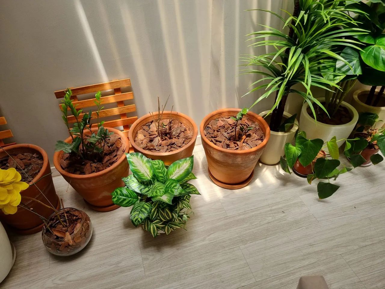 25 Plantas para decoração - Foto 2