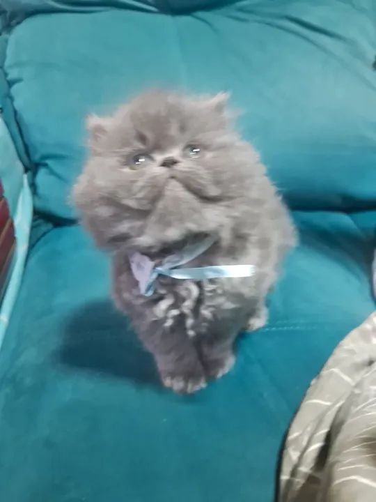 Persa cinza - Foto 2