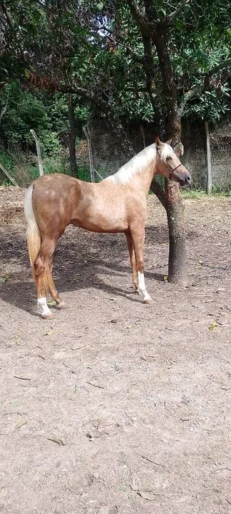 Vendo potro neto do fator 