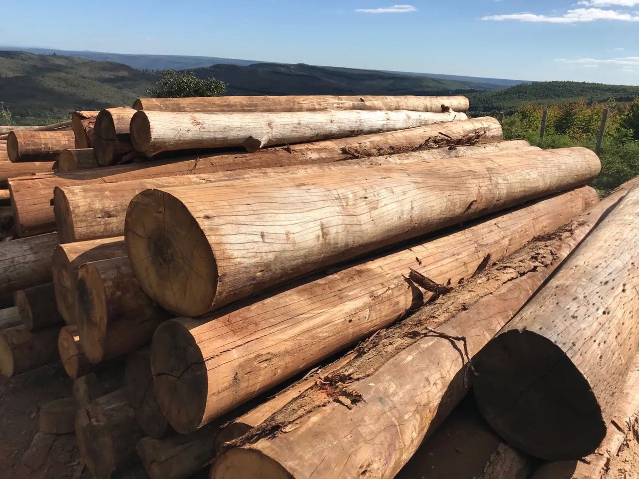 Eucalipto tratado cloeziana - Foto 5