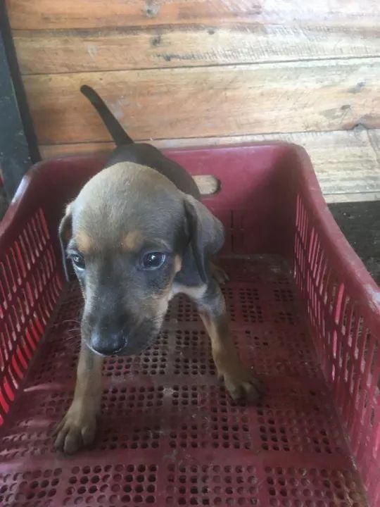 cachorros de Caça  - Foto 2