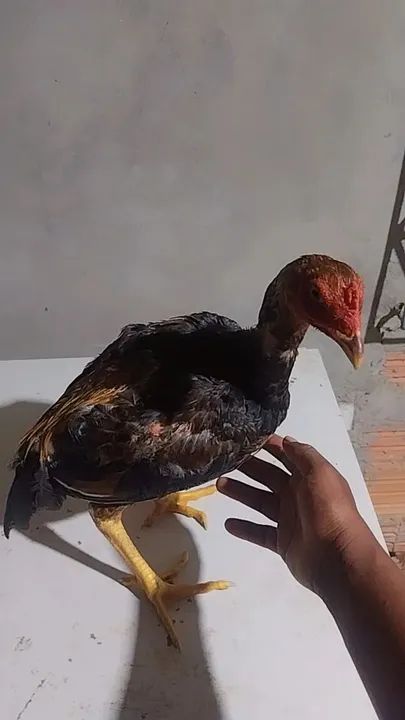 Vendo galinhas e frangos indiano  - Foto 4