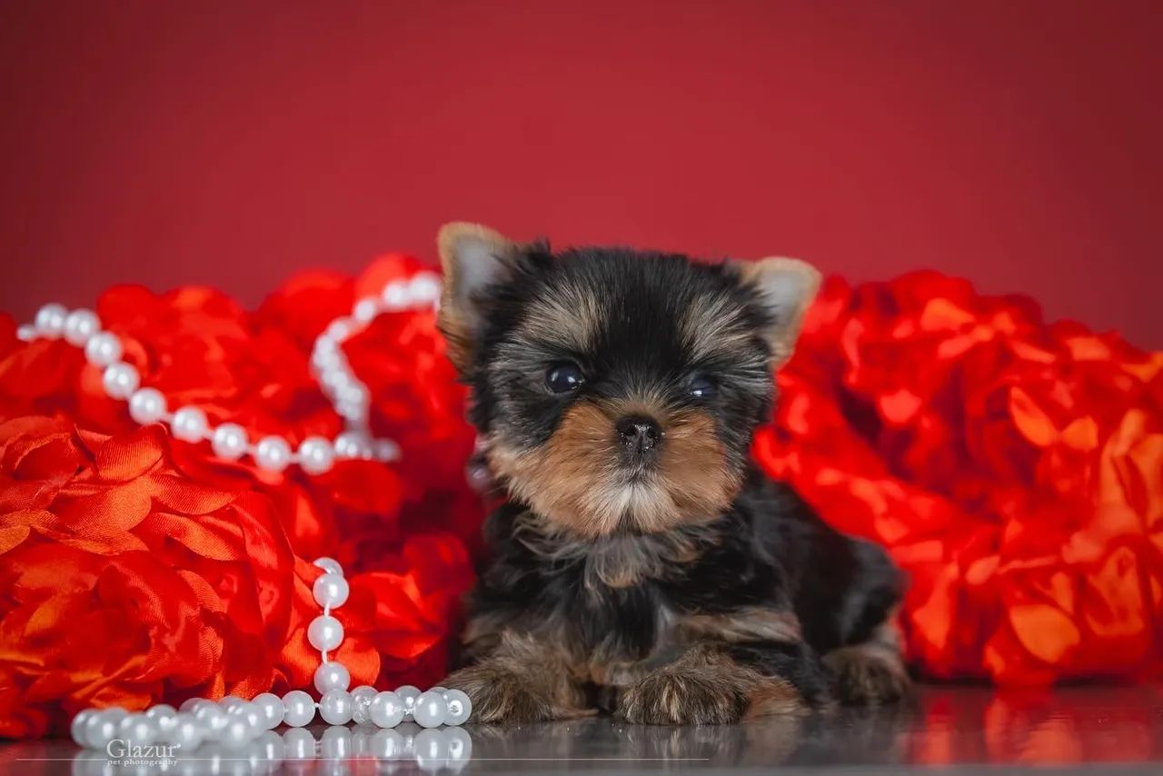 Yorkshire Terrier Micro Filhotes muito inteligente 