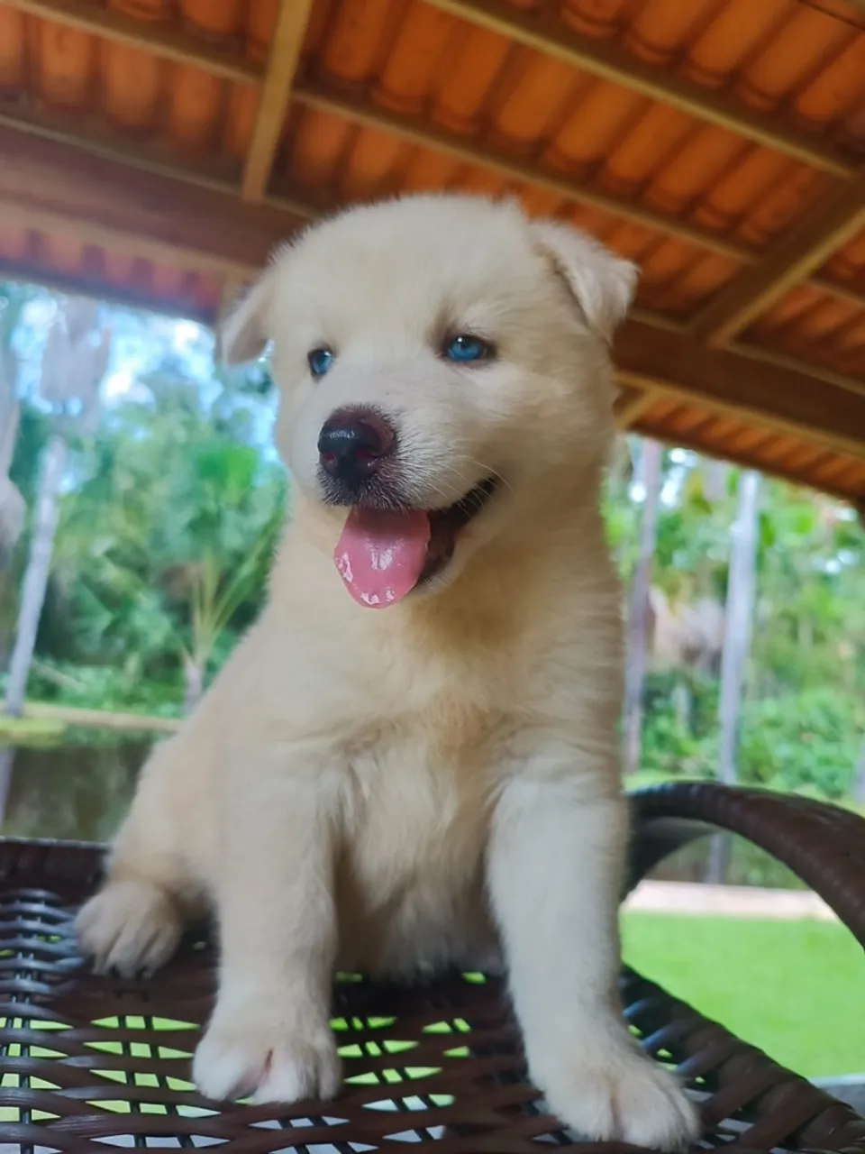 Husky