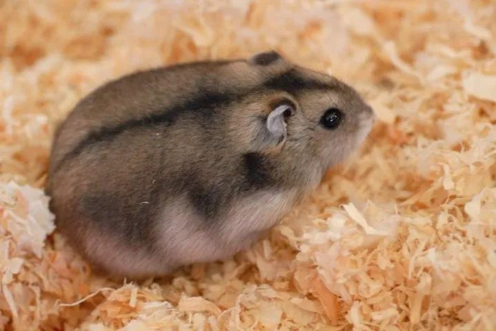 Hamster chinês 