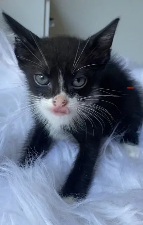 Gatinho preto e branco filhote 2 meses