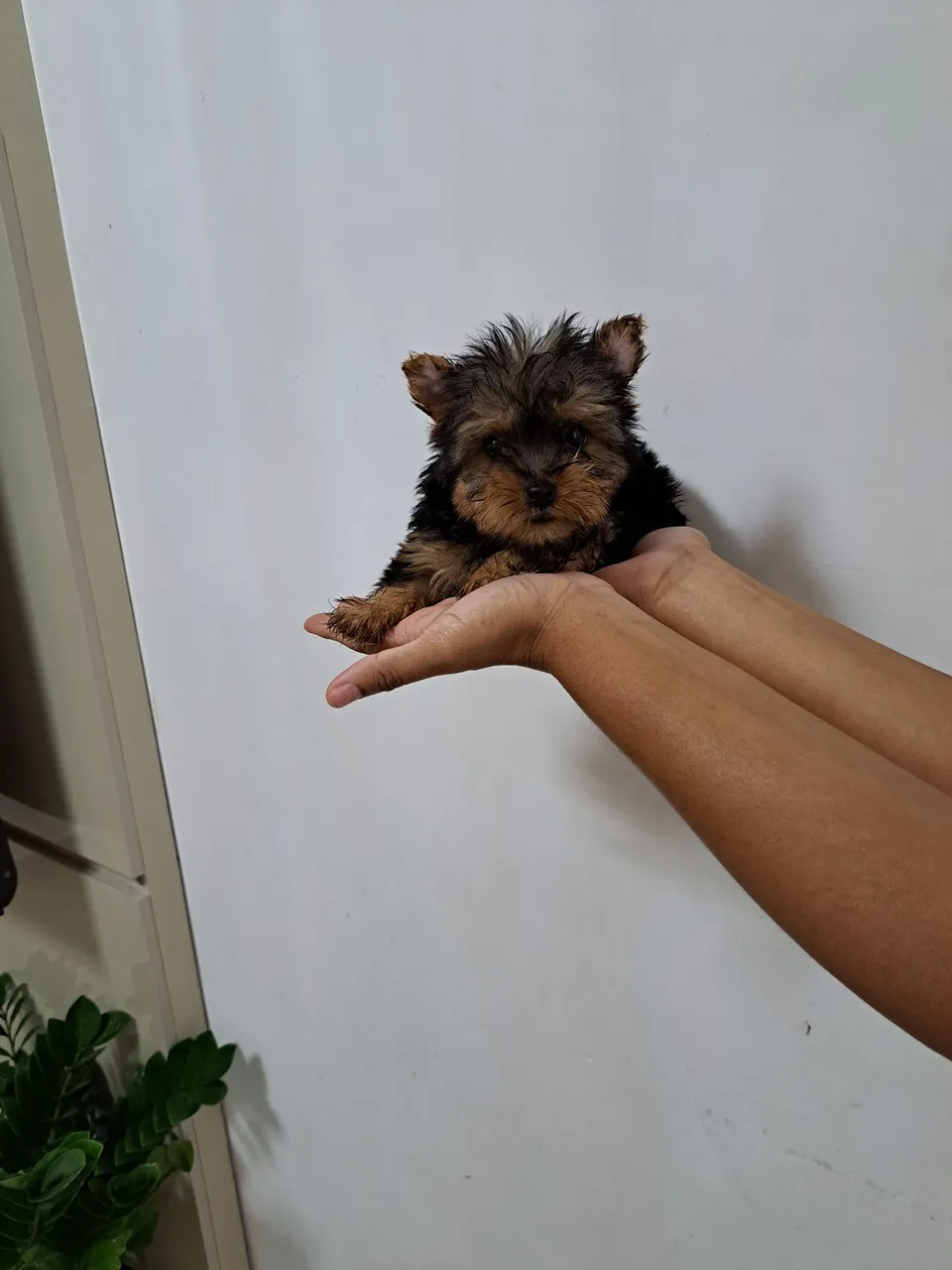 Filhote de Yorkshire miniatura Fofo e Charmoso!
