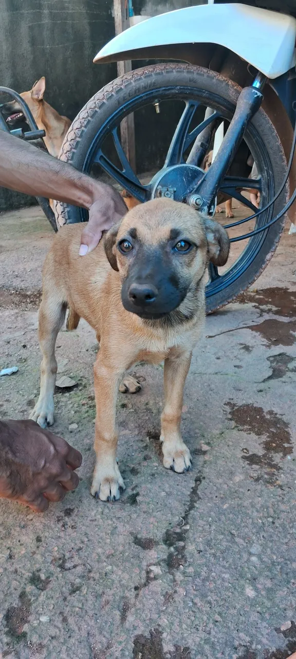 Dois Filhote de cachorro adorável para adoção