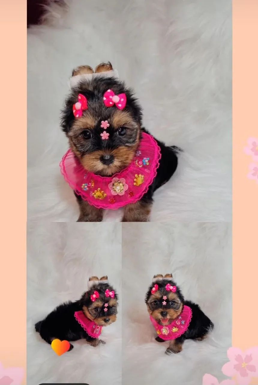 Lindas Fêmeas De Yorkshire Disponível!! - Foto 2