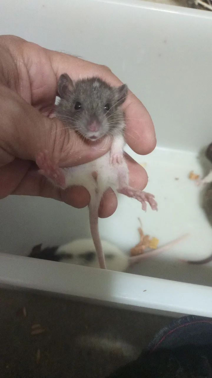 <br>Procurando um pet inteligente,sociável e super carinhoso ? - Foto 3