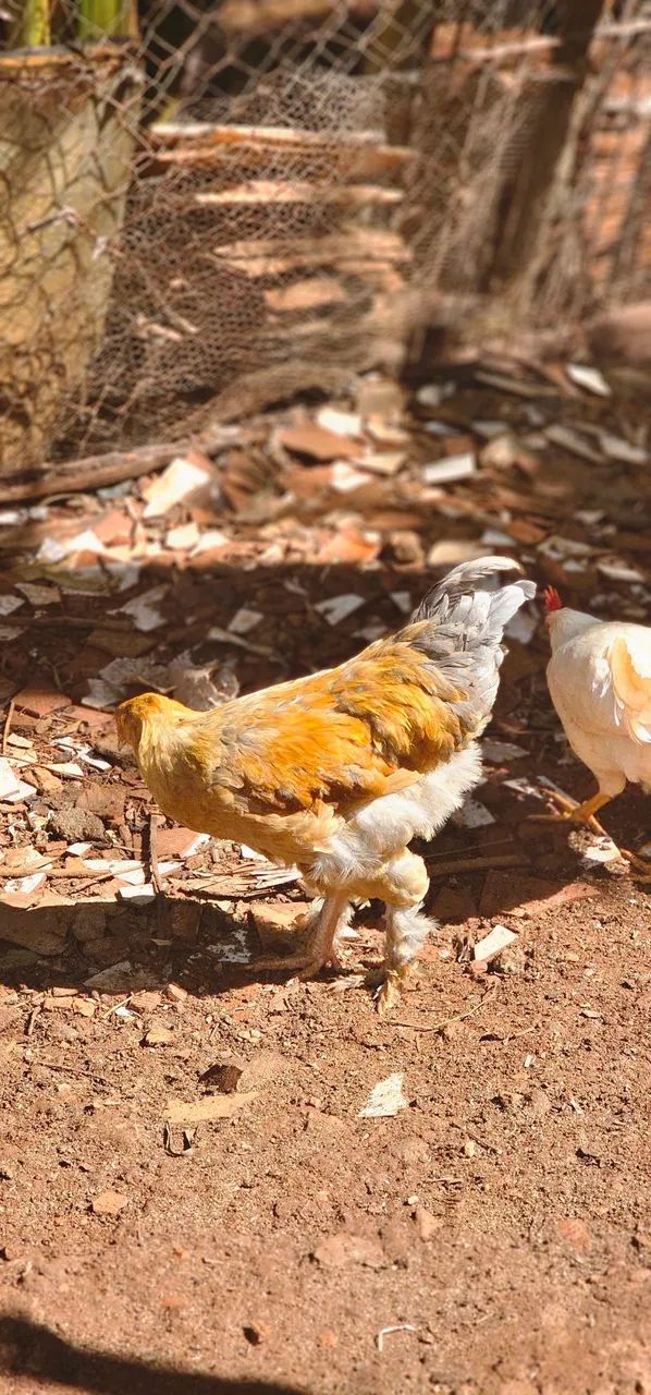 Frango Brahma Macho Puro!!! - Foto 3