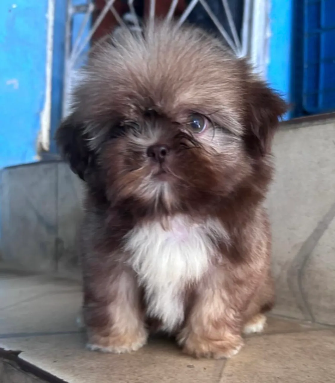 Fêmea de Shih tzu Chocolate