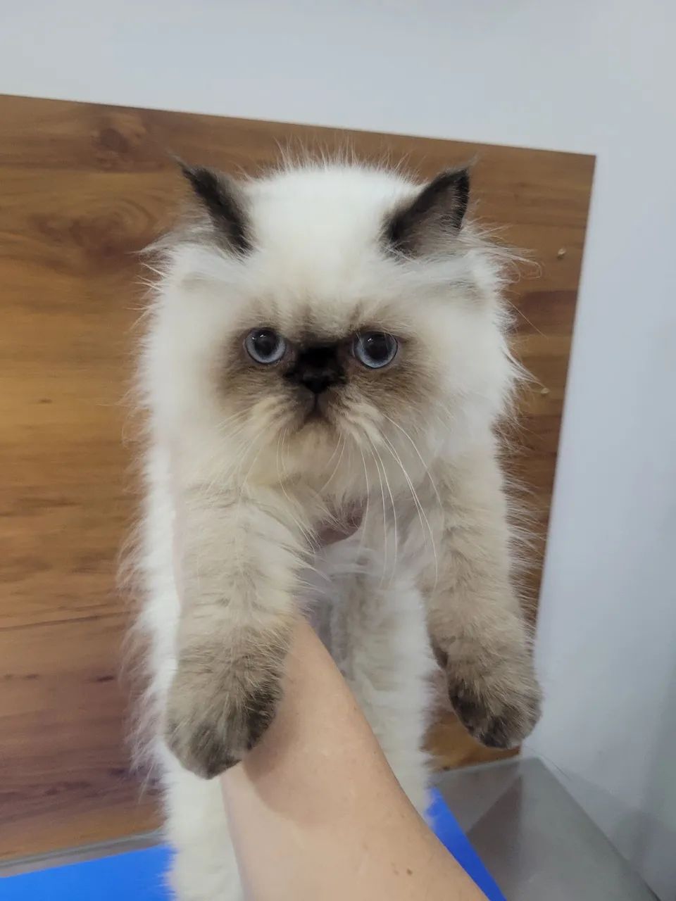 Gatinho Persa Himalaia femea - Foto 2