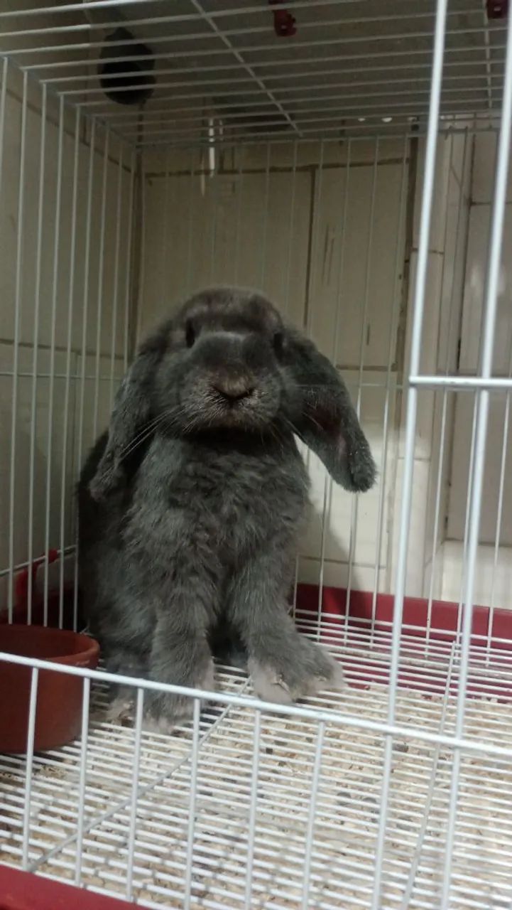 Coelho da raça Fuzzy de cor cinza.