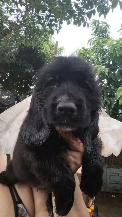 Filhote de Cocker Spaniel Inglês - Foto 2