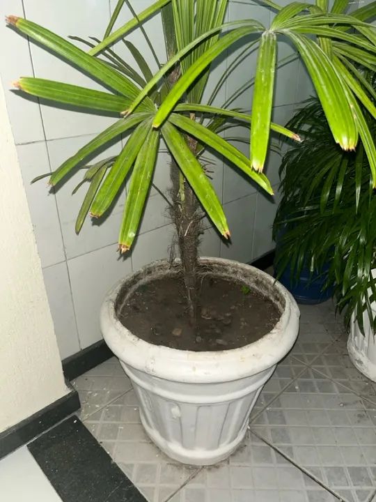 Palmeira + Jarro de cerâmica  - Foto 3