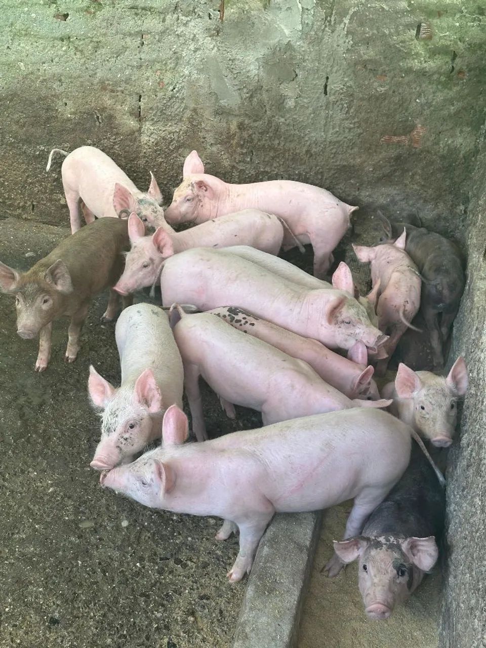 Leitões a Venda - Ótima genética!