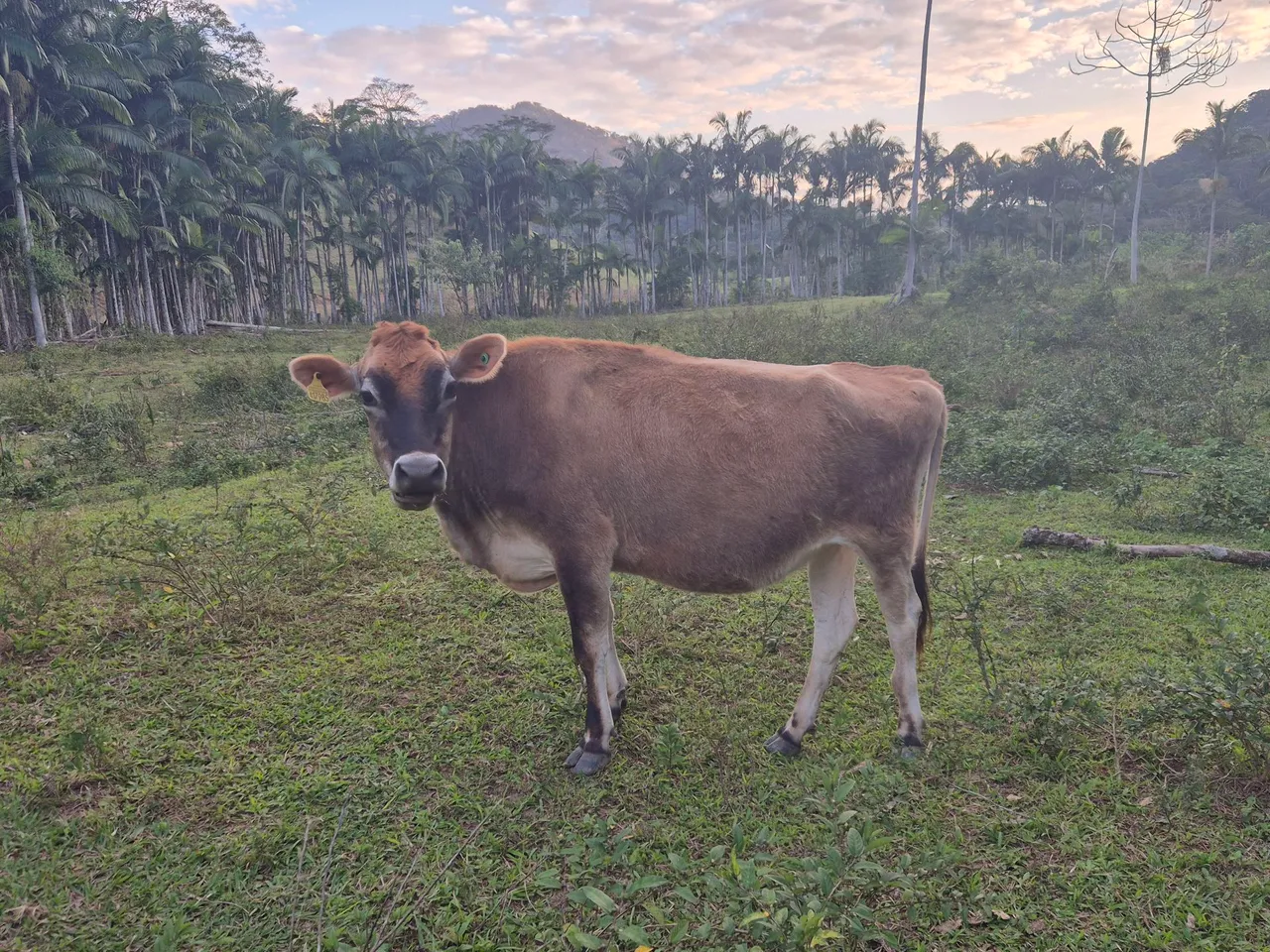 Vaca Jersey para Criação