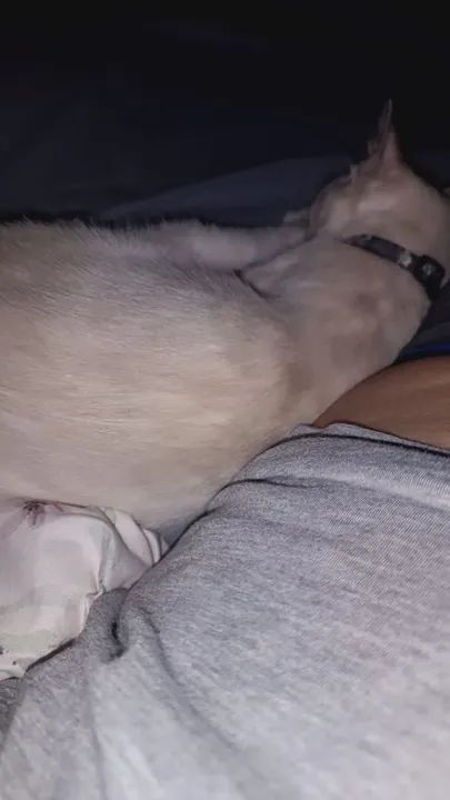 Gatinho Siamês disponível para adoção - Foto 3