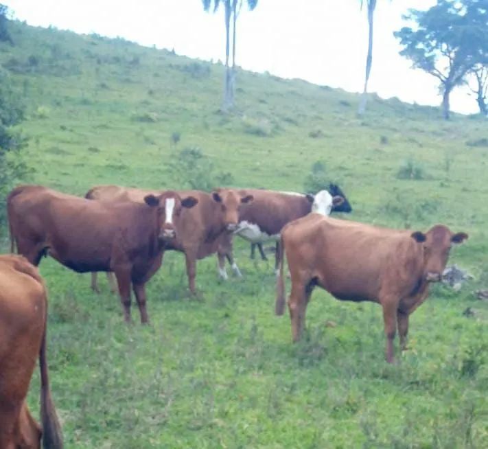 Venda de novilhas  - Foto 5