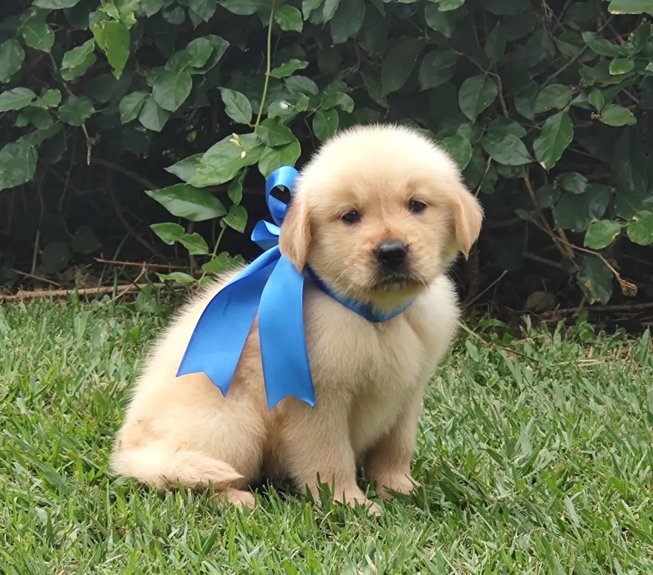 Golden Retriever Macho Lindíssimo 