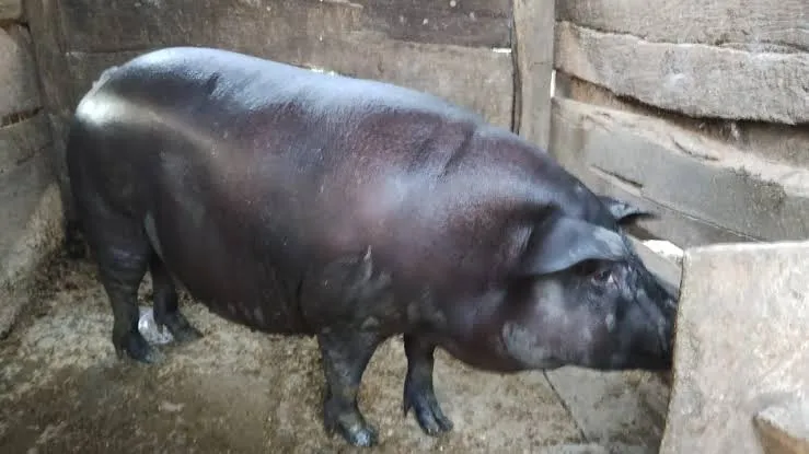 VENDO LEITOA CAIPIRA R$8 o KG