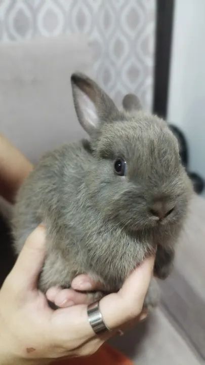 Coelho Mini Netherland  - Foto 3