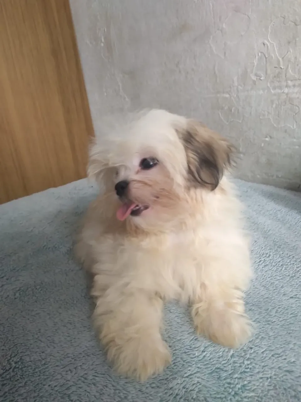 Filhote de Shih Tzu