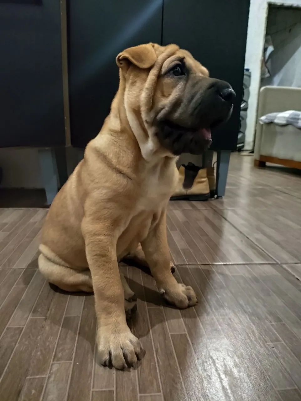 Filhote Shar Pei - Foto 2