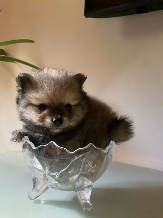 Filhote Spitz Alemão Fêmea 2 meses- (Lulu da Pomerânia)   - Foto 3