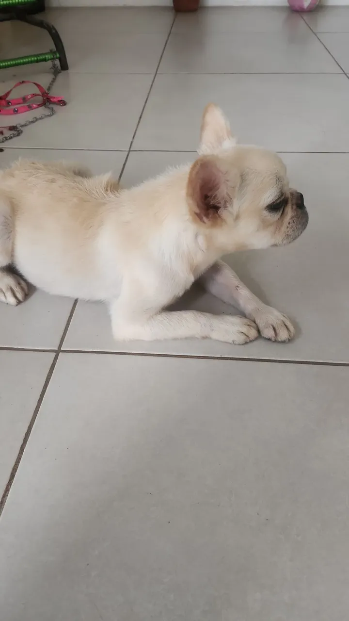 Cachorro de raça pura Buldog Francês