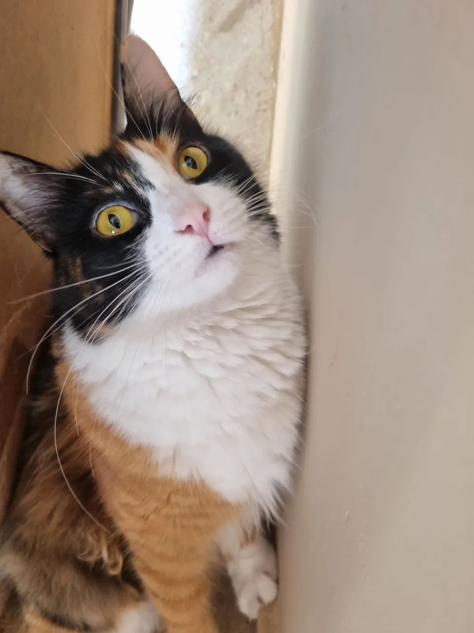 Gatinha Tricolor Encantadora