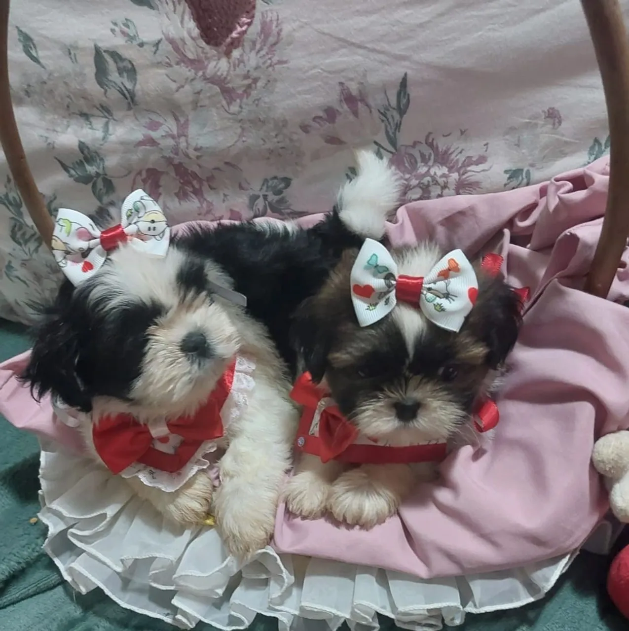 Dois filhotes Shih Tzu fêmea