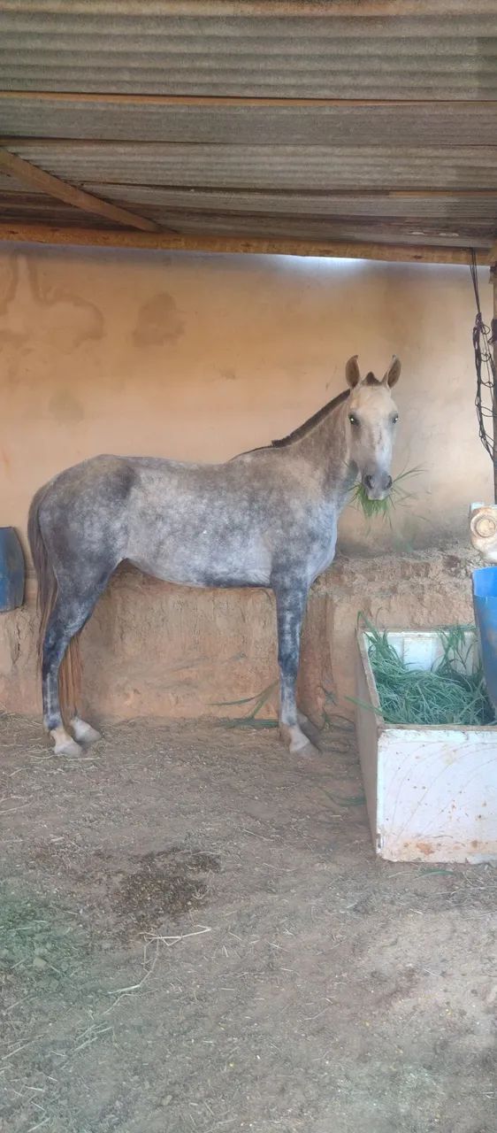 Égua manga larga registrada no provisório  - Foto 2