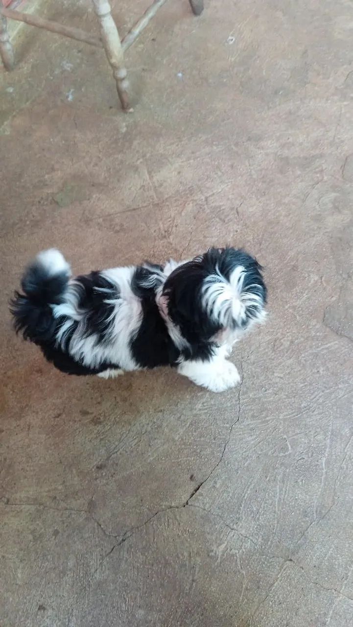 Filhote Shih Tzu