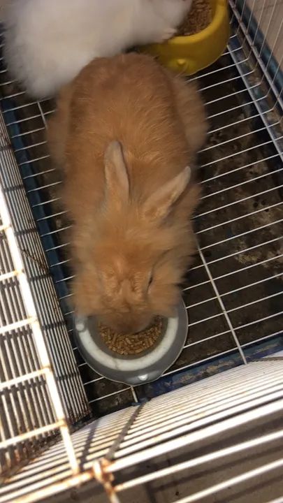 Coelho mini lion read - Foto 3