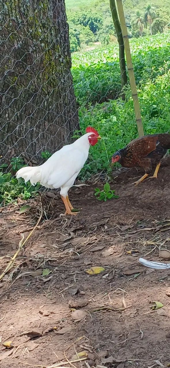 Frango novo - Foto 2