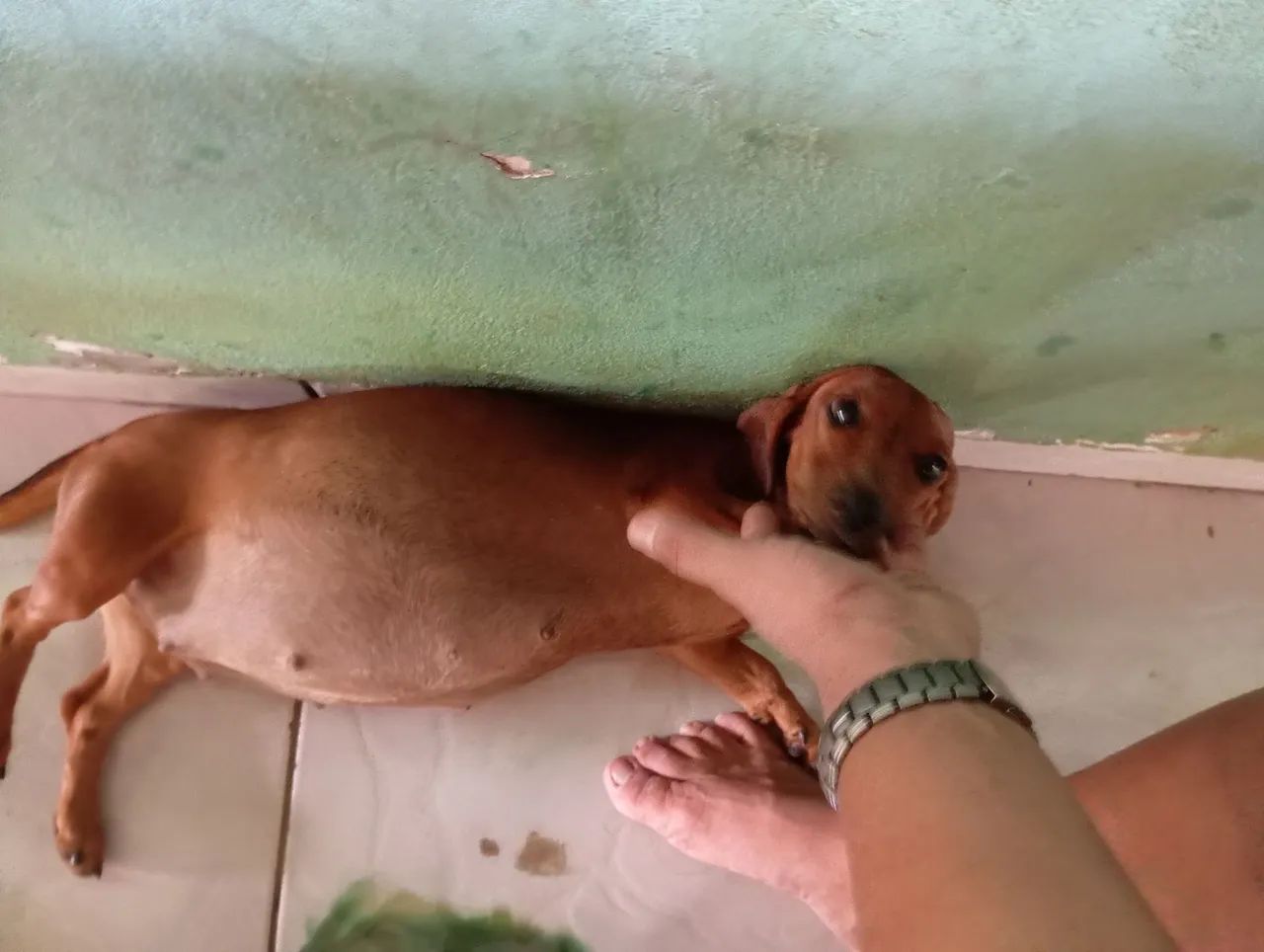 Filhotes dachshund, Cofap,Basset, salsicha  - Foto 4