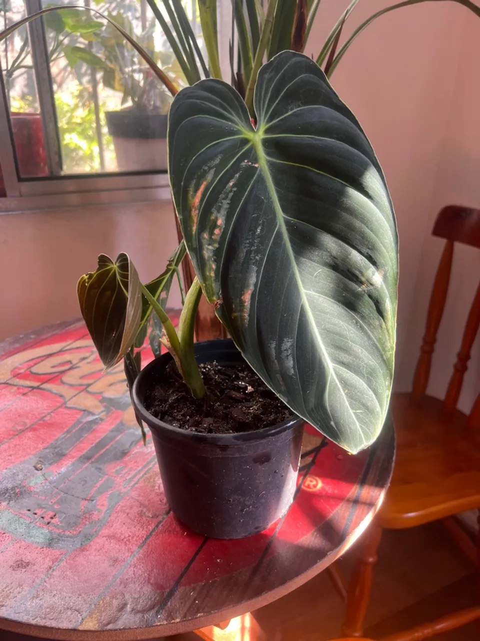 Philodendron Melanochrysum - Muda Linda